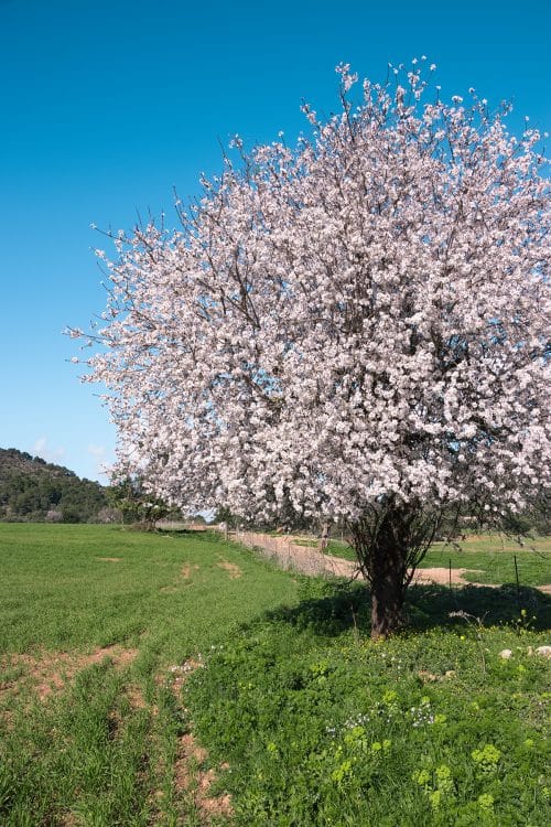 Mallorca in February