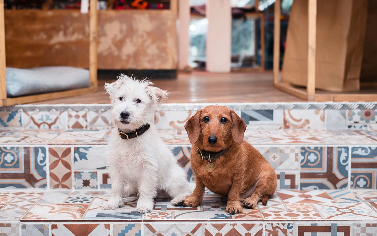 Luxury dog's accessory shop in Palma Living in Mallorca