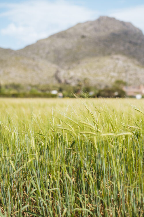 Pollensa