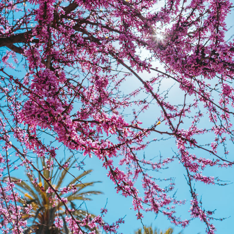 Mallorca in April